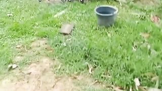 Buffalo enters the well