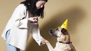 Dog birthday