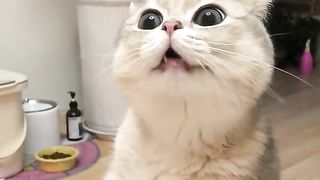 Adorable Cute Cat Eps.4