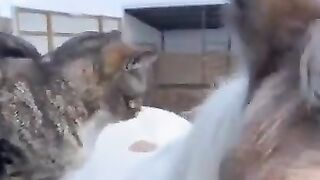 a horse giving a piggyback ride to a kitty!!