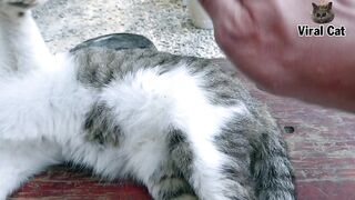 Funny Cats And Kittens Life 4K Quality Video Episode 1 | Viral Cat