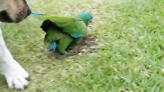 Puppy and parrot playing