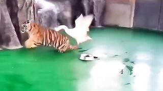 Harimau dan Angsa