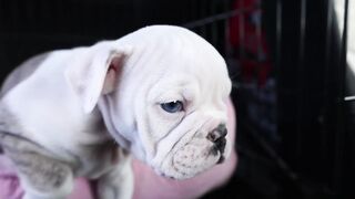 Puppy 2