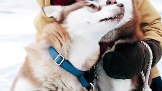 Siberian dogs