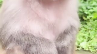 Funny animal