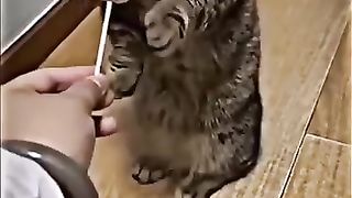 Funny cat || cat  lover