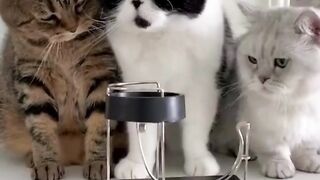 Best Funny Cat Video - Cute Animal 12 #shorts #funny #animals.
