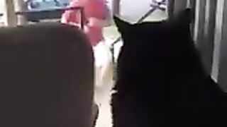 Cat reaction sees his owner bringing home a new dog