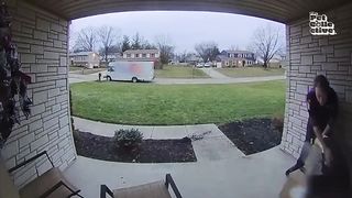 Husky SHOCKS Delivery Driver | FUNNIEST Pets Caught on Camera ????