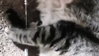 Funny Cute Cat 2