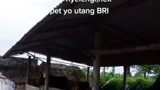 Haaaaa 2