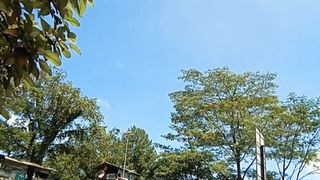 Sitinjau lauik