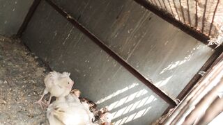 Chicken 6