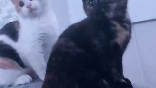 Cat Dancing