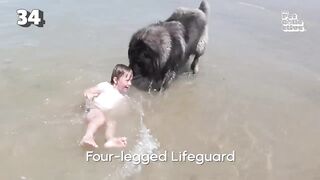 Four Legged Lifeguard | Funniest Pets Of The Week