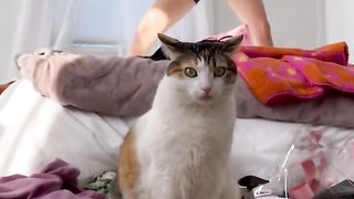 Girl and Cat Dancing