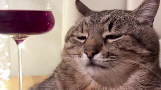 That Sad Cat