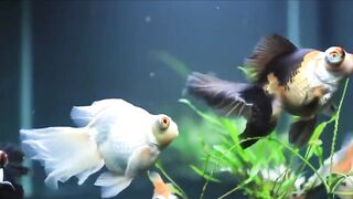 ikan mas koki pembawa hoki