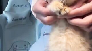 PAM PAM Poor Kitty