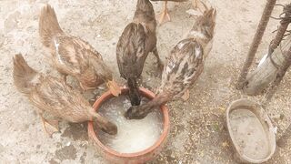 ducks eating