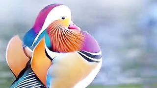 Behold the beautiful Mandarin duck