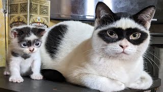 FUNNY CAT MEMES COMPILATION V02 2
