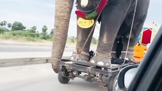 Elephant shifting other place
