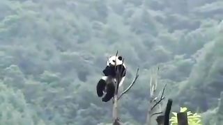 Panda 4