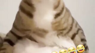 Funny cat ???????????????? 2