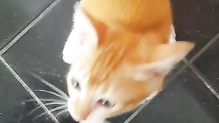 funny cat 18