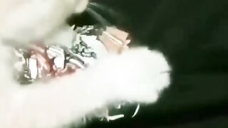 little cat 2