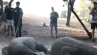 Komodo Dragons fighting