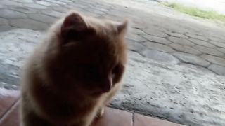 Orange cat
