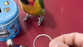 Smart and funny bird part 2