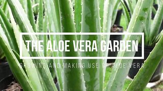 How To Make Aloe vera Shampoo at Home
