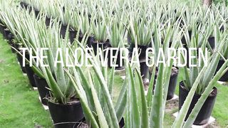 How To Prepare Aloe vera Gel for Hair