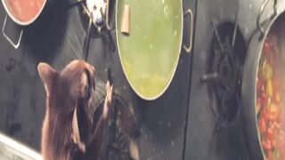 action movie, clever mouse animal