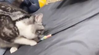 Look at the cat playing alone