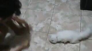 Funny Cat 19