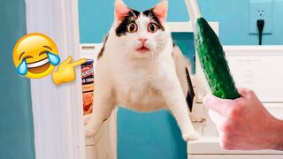 Funniest Cats and Dogs ???????? - Funny Animal Videos 2