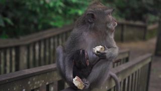 Monkey Eating
