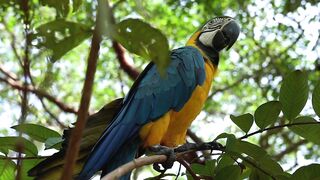 MORNING BIRD
