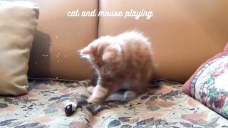 cute cat and mouse