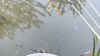 Mancing lobster air tawar
