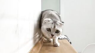 Kucing lapar