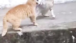 Funny comedy cat video best scene 2023