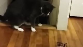 Tiktok funny video 6