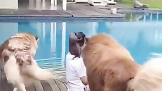giant dog