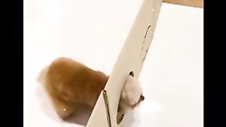 Cute dog 9